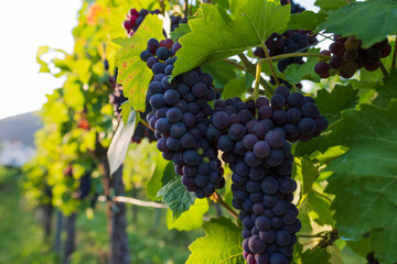 Soft evening light illuminating leaves and ripe grapes growing in a vineyard in Western Germany's...