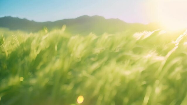 field of wheat and sunset. 4k video animation