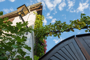 Beautiful green grapevines growing on exterior wall and over entrance gate to winery estate in the...