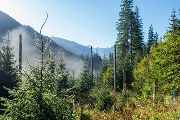 Early morning sun illuminating mountains and forest in Poland's Tatra National Park as fog is rising up from the valley 