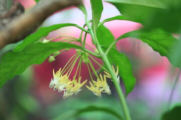 Beautiful Shooting Star Hoya multiflora flowers in the park zoom in