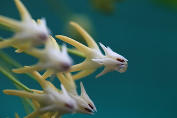Beautiful Shooting Star Hoya multiflora flowers in the park zoom in