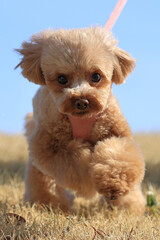 散歩中に斜面を走るトイプードル