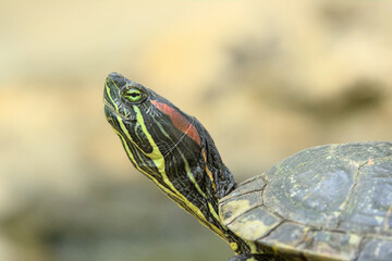 Green Turtle Head