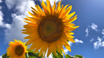Warming sunflowers against a cloudy blue and white sky. A Sunflower in a rural field. - Powered by Adobe