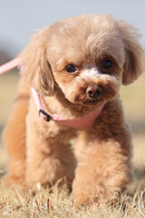 お散歩中のトイプードル