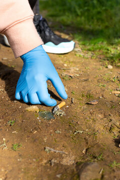 Volunteer picking up tobacco cigarette butts in the field