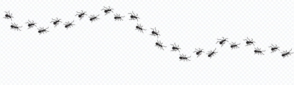Ant trail. Little ant trail isolated on white backgrpund. Ants moving quickly in one direction. Ants moving in one row line. Group ants walk.