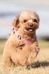 お散歩中にダッシュするトイプードル