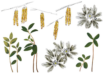 Watercolor set of forest spring plants and flowers. Isolated elements on white background. Yellow hazel tree earrings, primroses anemone, lingonberry sprigs