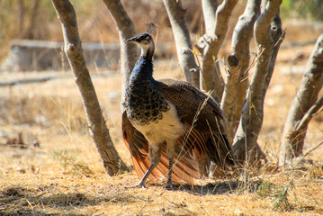 Peacock in sunlight