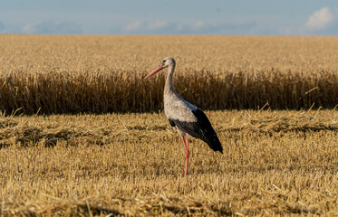 A stork walks in a field with partially cut wheat. Growing and harvesting wheat in summer.
