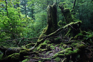 苔むした森