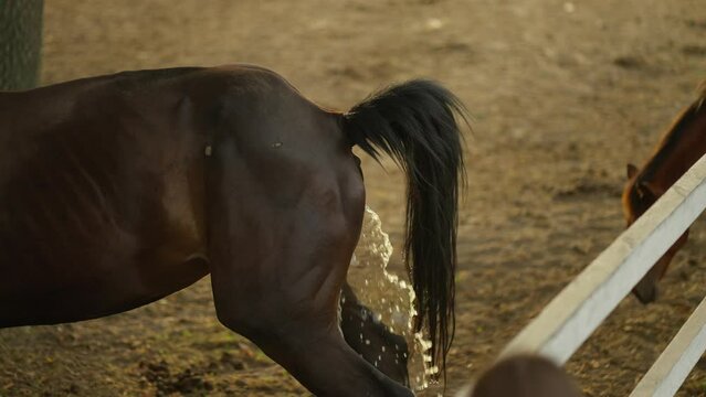 Horse Relieving Itself in Paddock. Close-up capturing horse in act of urination, emphasizing natural animal behavior.