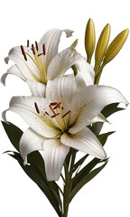 lily flowers isolated on the white background, ultra details, 8K, copyspace around the flowers, easter holiday