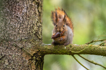 squirrel on a tree