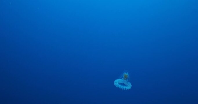 Turritopsis nutricula Turritopsis dohrnii Oceania O.armata immortal underwater 