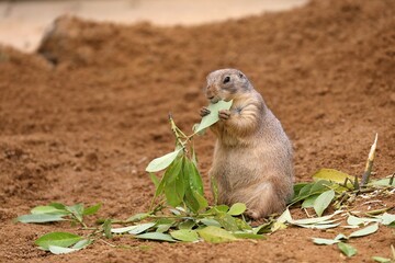 葉を手に持ち食べるプレーリードッグ