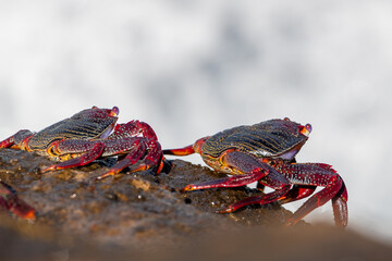 Two crabs on rock in the sunshine on Canary Islands, Spain