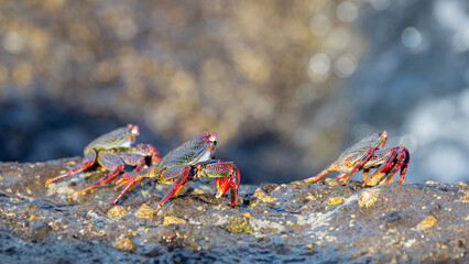 Three crabs on rock in the sunshine on Canary Islands, Spain