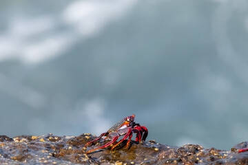 Crab on rock in the sunshine on Canary Islands, Spain