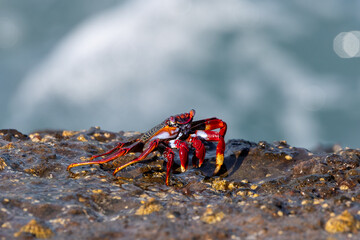 Crab on rock in the sunshine on Canary Islands, Spain