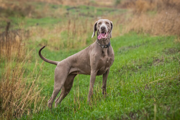 Weimaraner on a walk in the field