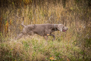 Weimaraner on a walk in the field