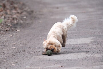 Un chien entrain de jouer