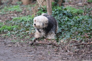 Chien aux longs poils dans un bois