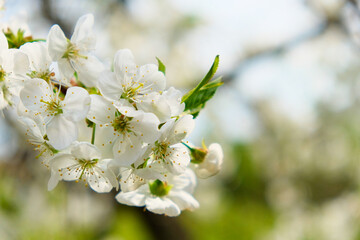 A close-up view of cherry blossoms blooming against the sky’s backdrop.