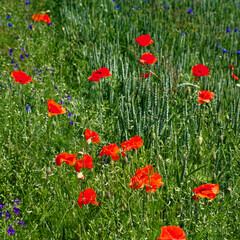 Obraz premium Poppies adding a splash of color to a green wheat field.