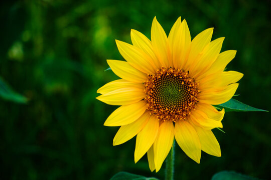 The photo captures a blooming sunflower amidst dense green foliage.