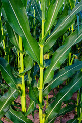 Obraz premium Cornfield detail, showing leaves, stems, and soil.