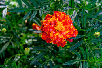 The image captures a bright marigold with intricate petal details, contrasting the surrounding greenery.