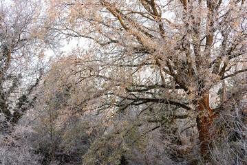 Die Baumkronen eines Laubwaldes im Winter mit eingefrorenem Laub und Ästen