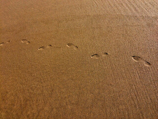 A close-up of sandy ground with distinct footprints embedded.