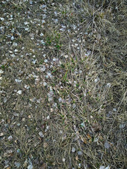 The image shows a close-up view of the ground with dried grass, fallen leaves, small rocks, and a few green plants.