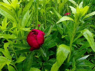A bright red peony bud, wet with raindrops, is nestled among vibrant green leaves.