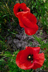 Two bright red poppies with black centers bloom amidst green foliage and dry soil.