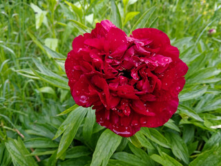 A vibrant red peony with dew drops on its petals, surrounded by lush green leaves.