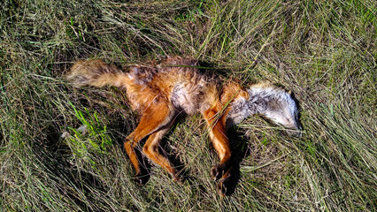 An expired animal is visible amidst grass, showing signs of decomposition and exposure to the elements. The body of a dead fox. The dead animal decomposes on the grass.