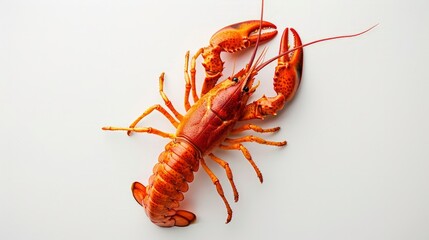 Boiled crayfish on the white background