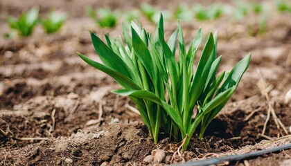 Field of green sprouts growing from the ground. Young plant. Green environment and ecology.