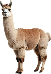 Alpaca standing isolated on transparent background. Generative AI.