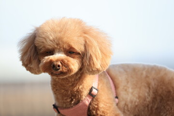 困り顔のトイプードル