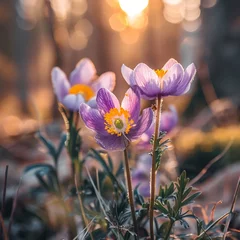 Rolgordijnen spring crocus flowers © Adan