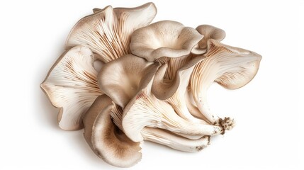 King Oyster mushroom or Eringi isolated on white background with clipping path. Top view. Flat lay - obrazy, fototapety, plakaty