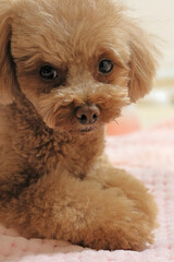 伏せをしているトイプードル