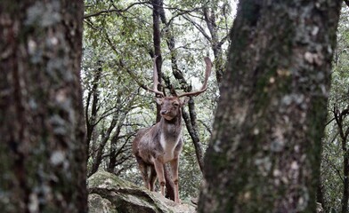 Cervo magnifico a Fonni, Donnaortei